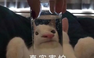搞笑沙雕文案押韵，搞笑沙雕文案押韵句子