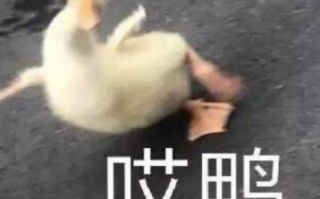照片文案沙雕男生，照片文案沙雕男生怎么写