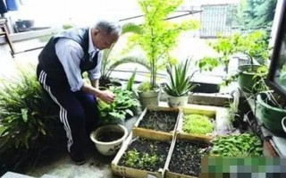 露台种菜文案沙雕，露台种菜文案沙雕搞笑