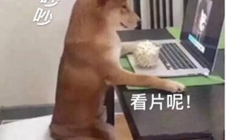婚前沙雕文案，婚前沙雕文案短句
